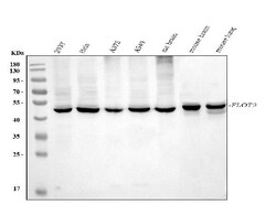 Invitrogen Flotillin 2 Monoclonal Antibody (4D8A3) 100 &mu;g; Unconjugated:Antibodies,