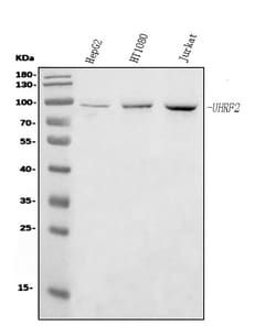 Invitrogen&trade;&nbsp;UHRF2 Monoclonal Antibody (6B5)