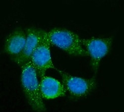 Invitrogen GNG2 Monoclonal Antibody (7C13) 100 &mu;g; Unconjugated:Antibodies,