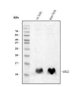 Invitrogen GNG2 Monoclonal Antibody (7C13) 100 &mu;g; Unconjugated:Antibodies,