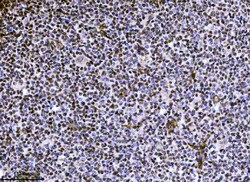Invitrogen NDFIP2 Monoclonal Antibody (10D6D7) 100 &mu;g; Unconjugated:Antibodies,