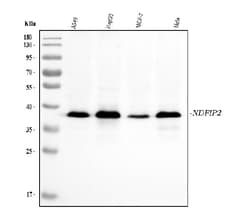 Invitrogen NDFIP2 Monoclonal Antibody (10D6D7) 100 &mu;g; Unconjugated:Antibodies,