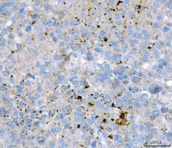 Invitrogen KLHL12 Monoclonal Antibody (2G11D1) 100 &mu;g; Unconjugated:Antibodies,
