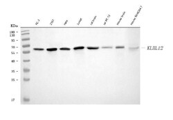 Invitrogen KLHL12 Monoclonal Antibody (2G11D1) 100 &mu;g; Unconjugated:Antibodies,