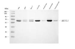Invitrogen AdoHcyase 2 Monoclonal Antibody (2E7D9) 100 &mu;g; Unconjugated:Antibodies,