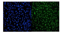 Invitrogen LSM8 Monoclonal Antibody (6B11) 100 &mu;g; Unconjugated:Antibodies,