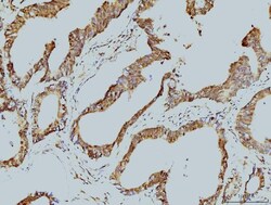 Invitrogen LSM8 Monoclonal Antibody (6B11) 100 &mu;g; Unconjugated:Antibodies,