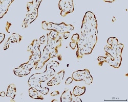 Invitrogen LSM8 Monoclonal Antibody (6B11) 100 &mu;g; Unconjugated:Antibodies,