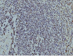 Invitrogen LSM8 Monoclonal Antibody (6B11) 100 &mu;g; Unconjugated:Antibodies,