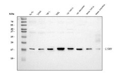 Invitrogen LSM8 Monoclonal Antibody (6B11) 100 &mu;g; Unconjugated:Antibodies,
