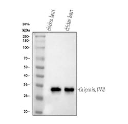 Invitrogen Calponin 2 Monoclonal Antibody (CP-93) 100 &mu;g; Unconjugated:Antibodies,