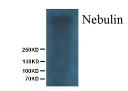 Invitrogen Nebulin Monoclonal Antibody (NB2) 100 &mu;g; Unconjugated:Antibodies,
