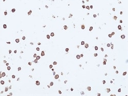 Invitrogen LAIR1 Recombinant Rabbit Monoclonal Antibody (RM498) 100 &mu;L;