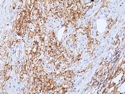 Invitrogen LAIR1 Recombinant Rabbit Monoclonal Antibody (RM498) 100 &mu;L;