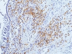 Invitrogen LAIR1 Recombinant Rabbit Monoclonal Antibody (RM498) 100 &mu;L;