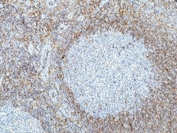 Invitrogen LAIR1 Recombinant Rabbit Monoclonal Antibody (RM498) 100 &mu;L;
