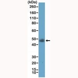 Invitrogen LAIR1 Recombinant Rabbit Monoclonal Antibody (RM498) 100 &mu;L;