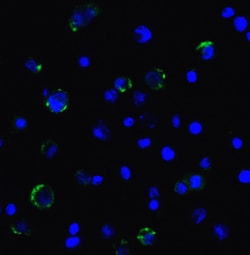 Invitrogen CD223 Recombinant Llama Monoclonal Antibody (2A11) 100 &mu;g;