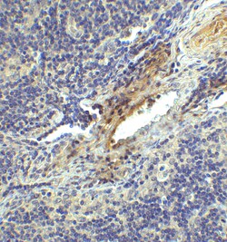 Invitrogen CD223 Recombinant Llama Monoclonal Antibody (2A11) 100 &mu;g;