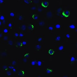 Invitrogen CD223 Recombinant Llama Monoclonal Antibody (1A6) 100 &mu;g;