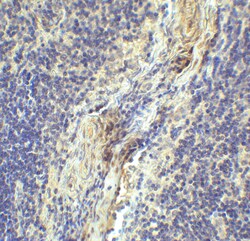 Invitrogen CD223 Recombinant Llama Monoclonal Antibody (1A6) 100 &mu;g;