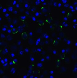 Invitrogen CD223 Recombinant Llama Monoclonal Antibody (1C6) 100 &mu;g | Buy Online | Invitrogen&trade; | Fisher Scientific