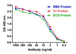 Invitrogen SARS-CoV-2 Spike Protein S1 Recombinant Llama Monoclonal Antibody