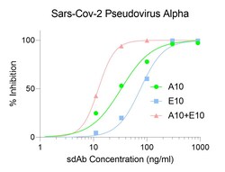 Invitrogen SARS-CoV-2 Spike Protein RBD Recombinant Llama Monoclonal Antibody