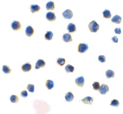 Invitrogen TIGIT Recombinant Llama Monoclonal Antibody (2D7) 100 &mu;g | Buy Online | Invitrogen&trade; | Fisher Scientific