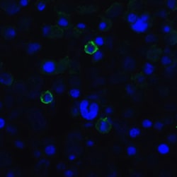 Invitrogen TIGIT Recombinant Llama Monoclonal Antibody (2D7) 100 &mu;g | Buy Online | Invitrogen&trade; | Fisher Scientific
