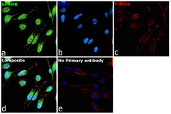 Invitrogen GPNMB Recombinant Rabbit Monoclonal Antibody (PSH0-82) 100 &mu;L;