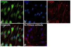 Invitrogen GPNMB Recombinant Rabbit Monoclonal Antibody (PSH0-82) 100 &mu;L;