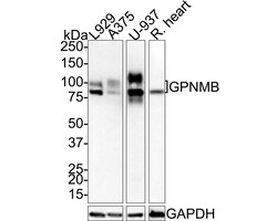 Invitrogen GPNMB Recombinant Rabbit Monoclonal Antibody (PSH0-82) 100 &mu;L;