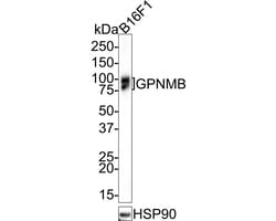 Invitrogen GPNMB Recombinant Rabbit Monoclonal Antibody (PSH0-82) 100 &mu;L;