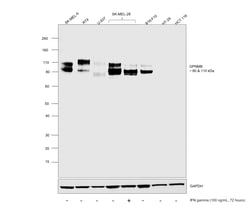 Invitrogen GPNMB Recombinant Rabbit Monoclonal Antibody (PSH0-82) 100 &mu;L;