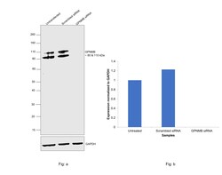 Invitrogen GPNMB Recombinant Rabbit Monoclonal Antibody (PSH0-82) 100 &mu;L;