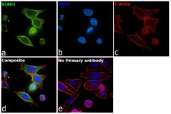 Invitrogen SIAH1 Recombinant Rabbit Monoclonal Antibody (PSH0-46) 100 &mu;L;