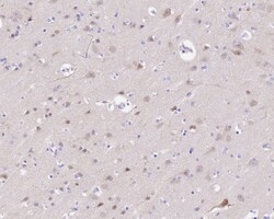 Invitrogen SIAH1 Recombinant Rabbit Monoclonal Antibody (PSH0-46) 100 &mu;L;
