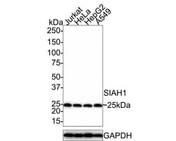 Invitrogen SIAH1 Recombinant Rabbit Monoclonal Antibody (PSH0-46) 100 &mu;L;