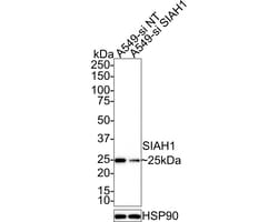 Invitrogen SIAH1 Recombinant Rabbit Monoclonal Antibody (PSH0-46) 100 &mu;L;