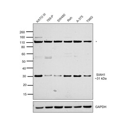 Invitrogen SIAH1 Recombinant Rabbit Monoclonal Antibody (PSH0-46) 100 &mu;L;