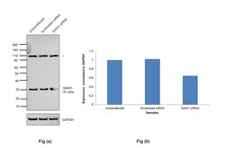 Invitrogen SIAH1 Recombinant Rabbit Monoclonal Antibody (PSH0-46) 100 &mu;L;