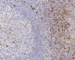 Invitrogen VISTA Recombinant Rabbit Monoclonal Antibody (PSH0-64) 100 &mu;L;