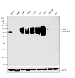 Invitrogen VISTA Recombinant Rabbit Monoclonal Antibody (PSH0-64) 100 &mu;L;
