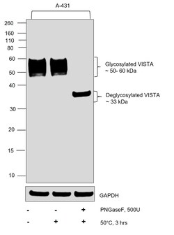 Invitrogen VISTA Recombinant Rabbit Monoclonal Antibody (PSH0-64) 100 &mu;L;