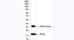 Invitrogen IFN gamma Monoclonal Antibody (10H3) 100 &mu;L | Buy Online | Invitrogen&trade; | Fisher Scientific