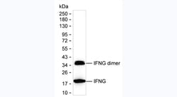Invitrogen IFN gamma Monoclonal Antibody (KT219) 100 &mu;g; Unconjugated:Antibodies,
