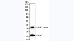 Invitrogen IFN gamma Monoclonal Antibody (1B9) 100 &mu;g; Unconjugated:Antibodies,