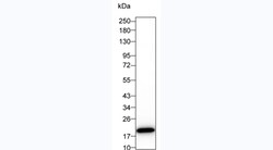 Invitrogen IL-1 beta Monoclonal Antibody (10C1) 100 &mu;g; Unconjugated:Antibodies,