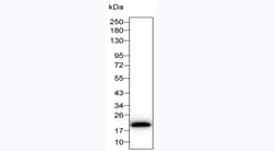 Invitrogen IL-1 beta Monoclonal Antibody (5E11) 100 &mu;L | Buy Online | Invitrogen&trade; | Fisher Scientific